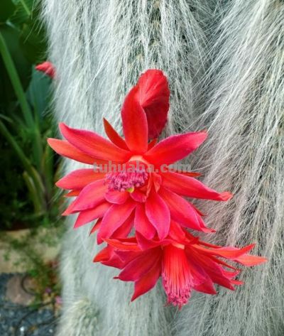 一盆多肉养了7年，邻居都说快成精了，仙气飘飘，要飞天了，晒晒 - 图画吧TUHUABA