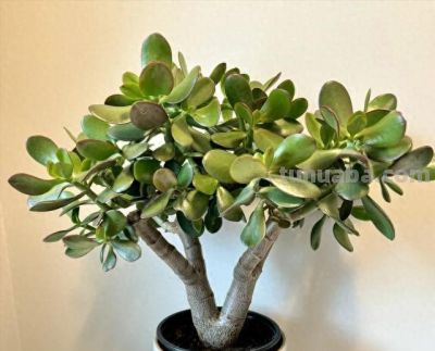 4种“夺命多肉”毒性大，养在家里太危险，家里有小孩更要注意 - 今日头条