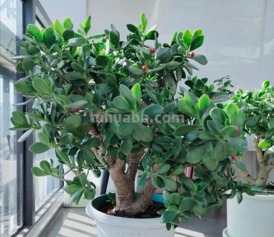 4种“夺命多肉”毒性大，养在家里太危险，家里有小孩更要注意 - 图画吧TUHUABA