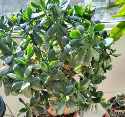 4种“夺命多肉”毒性大，养在家里太危险，家里有小孩更要注意 - 图画吧TUHUABA