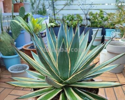 4种“夺命多肉”毒性大，养在家里太危险，家里有小孩更要注意 - 图画吧TUHUABA