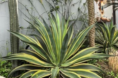 4种“夺命多肉”毒性大，养在家里太危险，家里有小孩更要注意 - 图画吧TUHUABA