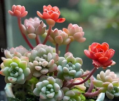 新手养多肉零失败！控养全攻略，不烂根不徒长易上色 - 今日头条