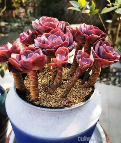 新手养多肉零失败！控养全攻略，不烂根不徒长易上色 - 图画吧TUHUABA