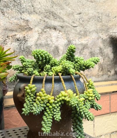 新手养多肉零失败！控养全攻略，不烂根不徒长易上色 - 图画吧TUHUABA