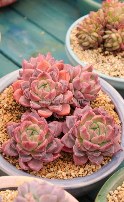 新手养多肉零失败！控养全攻略，不烂根不徒长易上色 - 图画吧TUHUABA