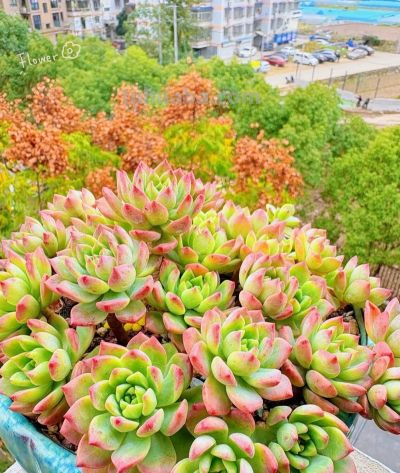 新手养多肉零失败！控养全攻略，不烂根不徒长易上色 - 图画吧TUHUABA