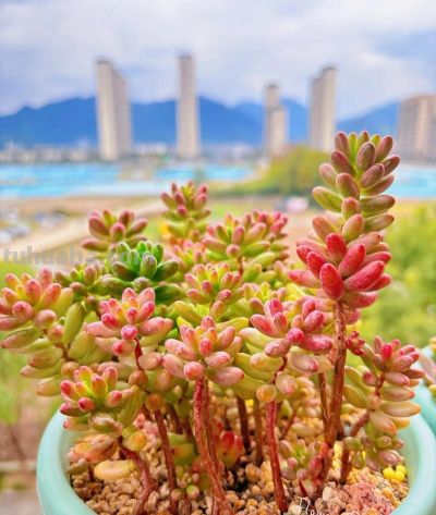 新手养多肉零失败！控养全攻略，不烂根不徒长易上色 - 图画吧TUHUABA