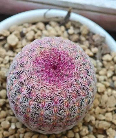 新手养多肉零失败！控养全攻略，不烂根不徒长易上色 - 图画吧TUHUABA