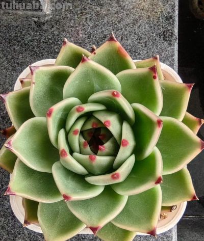 新手养多肉零失败！控养全攻略，不烂根不徒长易上色 - 图画吧TUHUABA