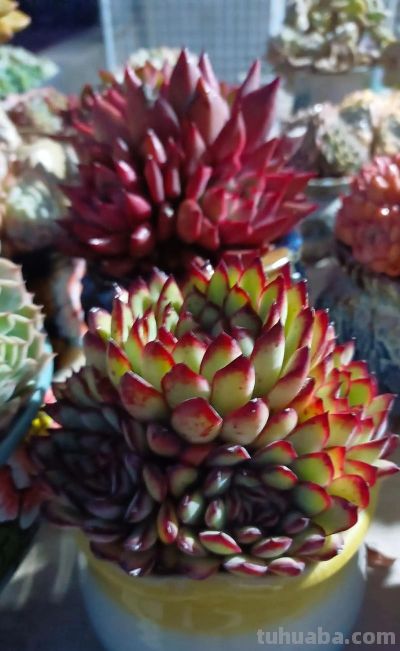 新手养多肉零失败！控养全攻略，不烂根不徒长易上色 - 图画吧TUHUABA