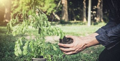 绿色生活方式：从家中种植开始 - 今日头条