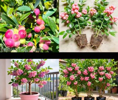 粉色蓝莓种苗：自花授粉不足5%，家庭种植为何难成功？ - 今日头条