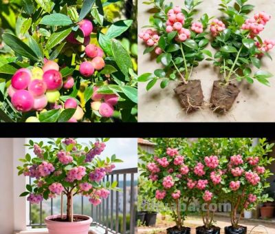 粉色蓝莓种苗：自花授粉不足5%，家庭种植为何难成功？ - 图画吧TUHUABA