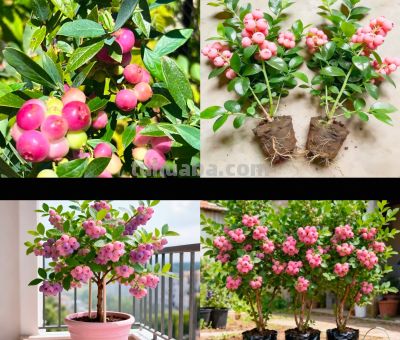 粉色蓝莓种苗：自花授粉不足5%，家庭种植为何难成功？ - 图画吧TUHUABA