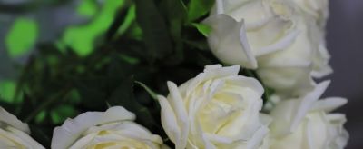 纯洁还是绝恋？玫瑰颜色花语秘密大揭秘 - 图画吧TUHUABA