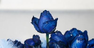 纯洁还是绝恋？玫瑰颜色花语秘密大揭秘 - 图画吧TUHUABA