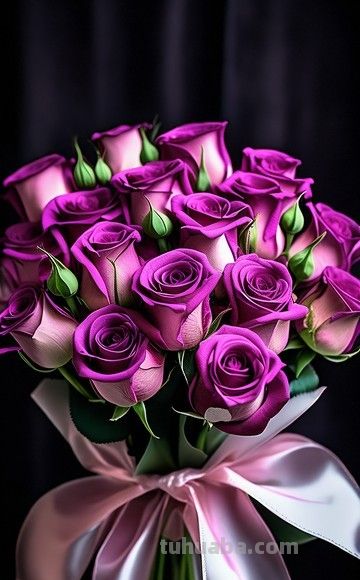 纯洁还是绝恋？玫瑰颜色花语秘密大揭秘 - 图画吧TUHUABA