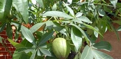 发财树有“5怕”，赶紧避开它？才能越养越旺，开花结果！ - 今日头条