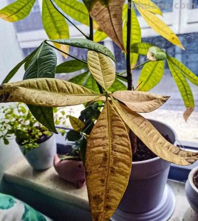 发财树有“5怕”，赶紧避开它？才能越养越旺，开花结果！ - 图画吧TUHUABA