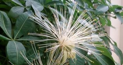 发财树有“5怕”，赶紧避开它？才能越养越旺，开花结果！ - 图画吧TUHUABA