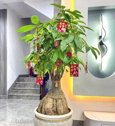发财树有“5怕”，赶紧避开它？才能越养越旺，开花结果！ - 图画吧TUHUABA