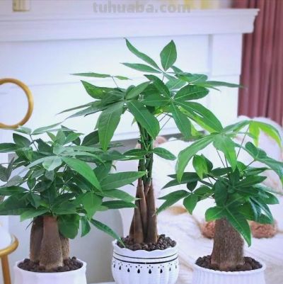 发财树有“5怕”，赶紧避开它？才能越养越旺，开花结果！ - 图画吧TUHUABA