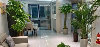 发财树有“5怕”，赶紧避开它？才能越养越旺，开花结果！ - 图画吧TUHUABA