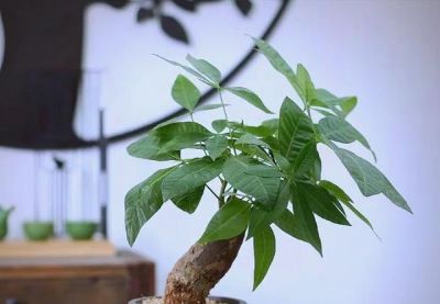 发财树有“5怕”，赶紧避开它？才能越养越旺，开花结果！ - 图画吧TUHUABA