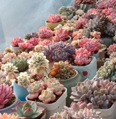 新手小白买多肉，一定要货比三家，不要追潮流，不要买贵货！ - 今日头条