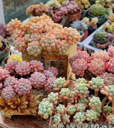新手小白买多肉，一定要货比三家，不要追潮流，不要买贵货！ - 图画吧TUHUABA