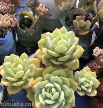 新手小白买多肉，一定要货比三家，不要追潮流，不要买贵货！ - 图画吧TUHUABA