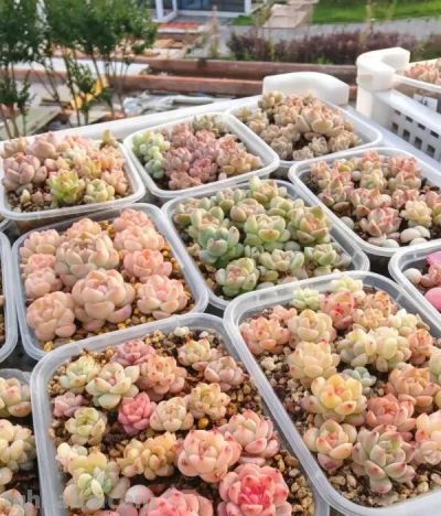 新手小白买多肉，一定要货比三家，不要追潮流，不要买贵货！ - 图画吧TUHUABA