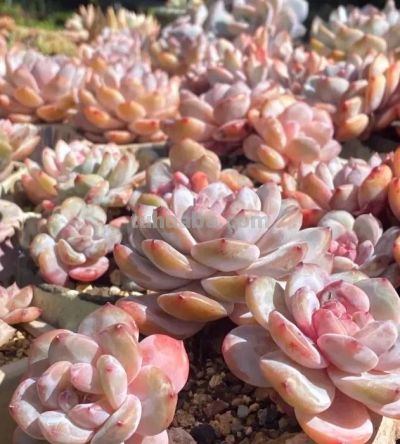 新手小白买多肉，一定要货比三家，不要追潮流，不要买贵货！ - 图画吧TUHUABA