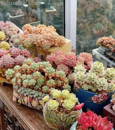 新手小白买多肉，一定要货比三家，不要追潮流，不要买贵货！ - 图画吧TUHUABA