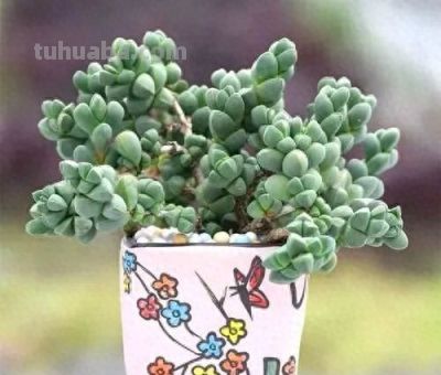 多肉图鉴 | 鹿角海棠：最适合当“盆景”养的多肉老桩 - 今日头条