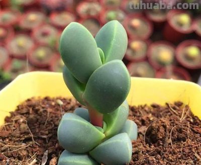 多肉图鉴 | 鹿角海棠：最适合当“盆景”养的多肉老桩 - 图画吧TUHUABA