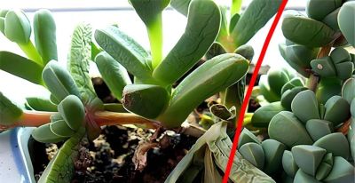 多肉图鉴 | 鹿角海棠：最适合当“盆景”养的多肉老桩 - 图画吧TUHUABA