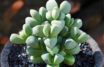 多肉图鉴 | 鹿角海棠：最适合当“盆景”养的多肉老桩 - 图画吧TUHUABA