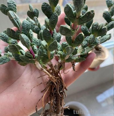 多肉图鉴 | 鹿角海棠：最适合当“盆景”养的多肉老桩 - 图画吧TUHUABA