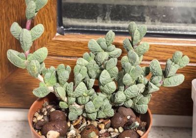 多肉图鉴 | 鹿角海棠：最适合当“盆景”养的多肉老桩 - 图画吧TUHUABA