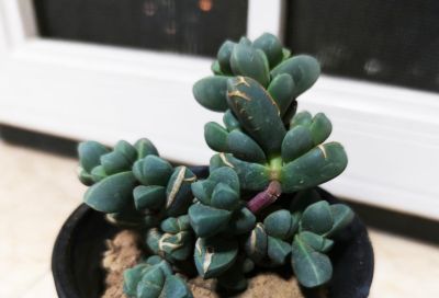 多肉图鉴 | 鹿角海棠：最适合当“盆景”养的多肉老桩 - 图画吧TUHUABA