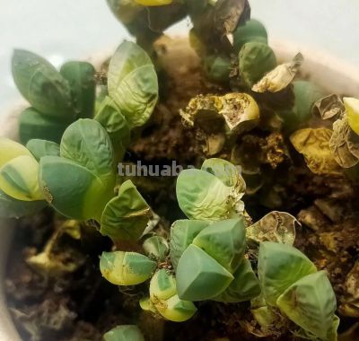 多肉图鉴 | 鹿角海棠：最适合当“盆景”养的多肉老桩 - 图画吧TUHUABA