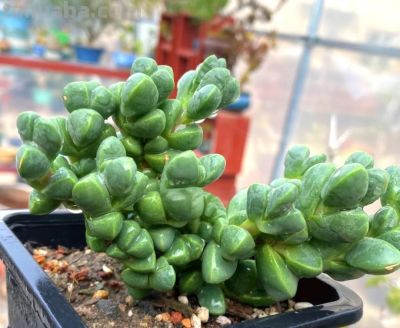 多肉图鉴 | 鹿角海棠：最适合当“盆景”养的多肉老桩 - 图画吧TUHUABA