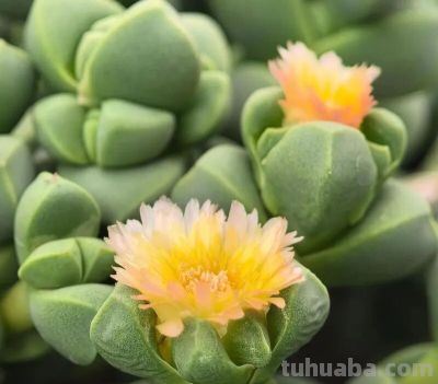 多肉图鉴 | 鹿角海棠：最适合当“盆景”养的多肉老桩 - 图画吧TUHUABA