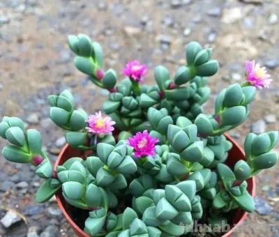 多肉图鉴 | 鹿角海棠：最适合当“盆景”养的多肉老桩 - 图画吧TUHUABA