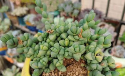 多肉图鉴 | 鹿角海棠：最适合当“盆景”养的多肉老桩 - 图画吧TUHUABA