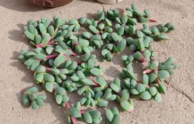 多肉图鉴 | 鹿角海棠：最适合当“盆景”养的多肉老桩 - 图画吧TUHUABA