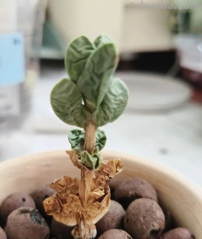 多肉图鉴 | 鹿角海棠：最适合当“盆景”养的多肉老桩 - 图画吧TUHUABA