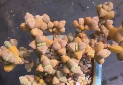 多肉图鉴 | 鹿角海棠：最适合当“盆景”养的多肉老桩 - 图画吧TUHUABA